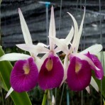 Brassocattleya Yuan Nan Star Wars Flowering Size